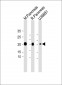 FKBP11 Antibody (N-term)
